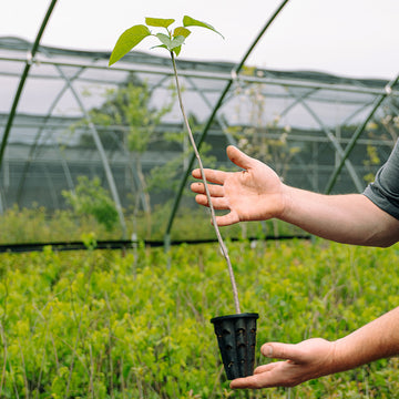 image of Southern Catalpa seedling.